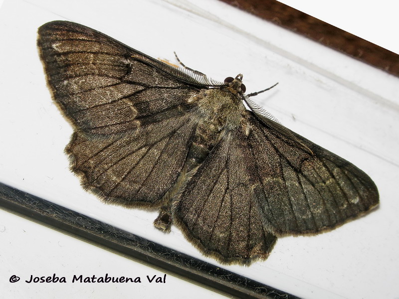 Falena da id - Peribatodes rhomboidaria melanica, Geometridae